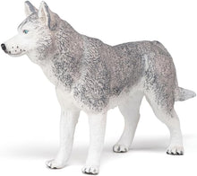 画像をギャラリービューアに読み込む, SIBERIAN HUSKY/PCE 905054035