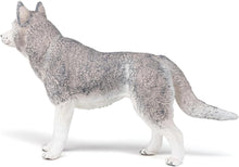 画像をギャラリービューアに読み込む, SIBERIAN HUSKY/PCE 905054035