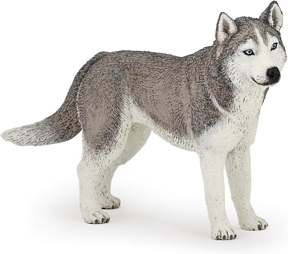 SIBERIAN HUSKY/PCE 905054035