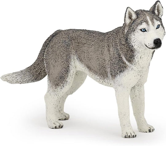 SIBERIAN HUSKY/PCE 905054035