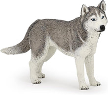 画像をギャラリービューアに読み込む, SIBERIAN HUSKY/PCE 905054035

