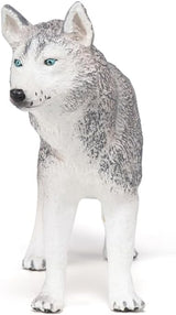 SIBERIAN HUSKY/PCE 905054035